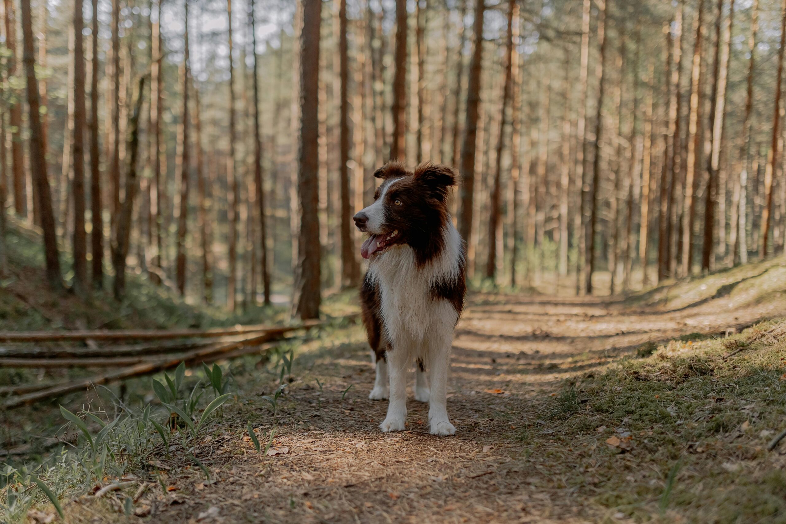 A playful Border Collie explores a sunlit forest path during summer, showcasing nature's beauty.